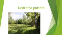 Nedrema puisniit