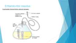 Eritamine #38