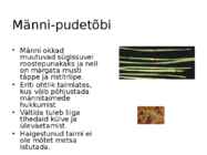 Okaste ja lehtede ning okste ja võrsete haigused #16