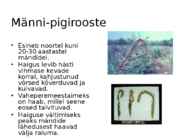 Okaste ja lehtede ning okste ja võrsete haigused #27