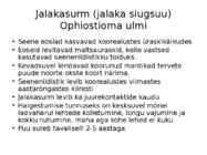 Okaste ja lehtede ning okste ja võrsete haigused #28