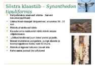 Marjapõõsaste kahjurid ja haigused #14