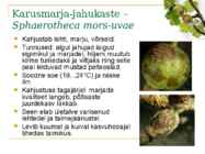 Marjapõõsaste kahjurid ja haigused #16