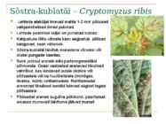 Marjapõõsaste kahjurid ja haigused #4
