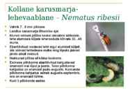 Marjapõõsaste kahjurid ja haigused #8