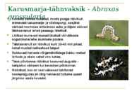 Marjapõõsaste kahjurid ja haigused #10