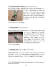 Sõlmed arborist alpinism mägironimine #12