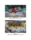Ülesanne 7 ilutaimed #4