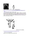Bioloogia arvestus 8 klass #7