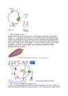 Bioloogia arvestus 8 klass #10