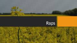 Raps