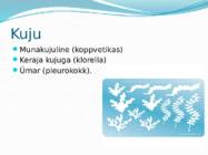 Mikroorganismid ja viirused #29