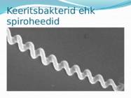 Mikroorganismid ja viirused #8