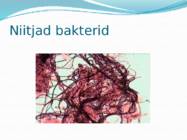 Mikroorganismid ja viirused #10