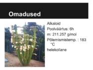 Meskaliin #3