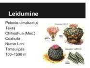 Meskaliin #4