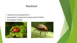 Mardikad #2
