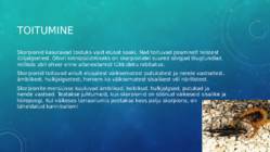 Skorpionid #6