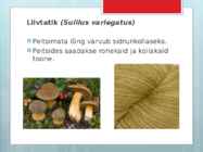 Seentega värvimine #11
