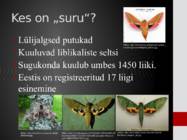 Surulased-Sphingidae #2