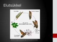 Surulased-Sphingidae #7