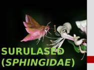 Surulased-Sphingidae