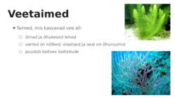 Taimede kohastumine #9