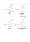 Biokeemia teine test #7