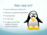 Pingviinlased #2