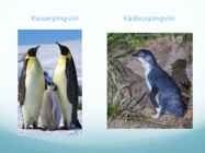 Pingviinlased #4