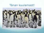 Pingviinlased #9