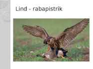 Kakerdaja raba #12