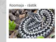 Kakerdaja raba #10