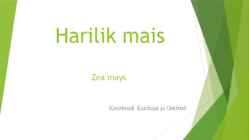 Harilik mais