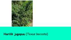 Jugapuu