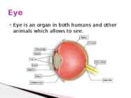 Harmful effects on the eye caused by smart devices English presentation #2