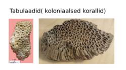 Kivid mineraalid #58