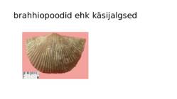 Kivid mineraalid #61