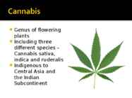 Cannabis #2
