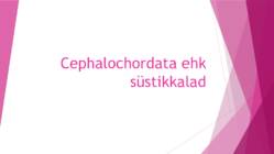 Cephalochordata ehk süstikkalad