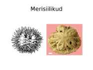 Uusaegkond #7