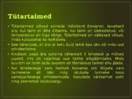 Orhideede kasvatamine ja hooldamine #16