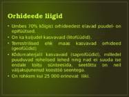 Orhideede kasvatamine ja hooldamine #3