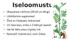 Läätse iseloomustus-toiteväärtus-kasvamine-sordid #4