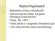 Rukis #7