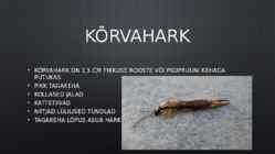 Kõrvahark #2