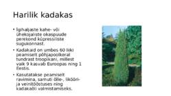 Puuliigid #6