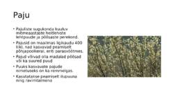 Puuliigid #7