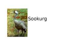 Esitlus- Sookurg