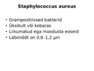 Staphylococcus aureus #4
